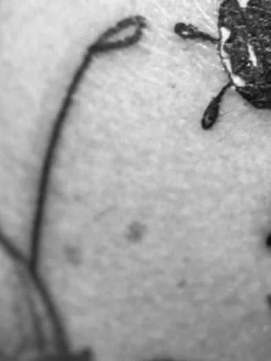 JcaTattoo tattoo ig_013